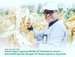 Lakukan Panen Raya Jagung Hibrida R7, Ini Harapan Direktur Utama Bank NTB Syariah