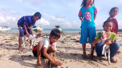 Penuh Asa Hewan di Pulau Mungil