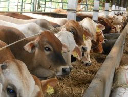 Tuduhan Miring Soal Produk Pembiayaan Sapi, Bank NTB Syariah Klarifikasi