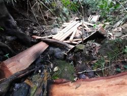 Aktivis Lingkungan Brang Ene Minta Aparat Tertibkan Kegiatan Penebangan Kayu Areal Genangan Bendungan Tiu Suntuk