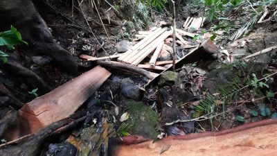 Aktivis Lingkungan Brang Ene Minta Aparat Tertibkan Kegiatan Penebangan Kayu Areal Genangan Bendungan Tiu Suntuk