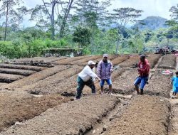 Melalui Program Desa Berdaya, PLN Buka 14 Lahan Kosong Warga Poco Leok Jadi Lahan Pertanian Hortikultura