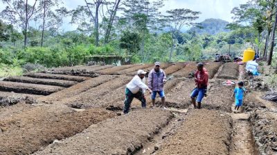 Melalui Program Desa Berdaya, PLN Buka 14 Lahan Kosong Warga Poco Leok Jadi Lahan Pertanian Hortikultura