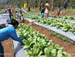 Melalui Program Desa Berdaya, PLN Gagas Tanaman Hortikultura