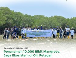 Guna Menjaga Lingkungan dan Ekosistem Laut, Bank NTB Syariah dan YPPKL Sambelia Menanam 10.000 Bibit Mangrove