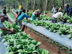 Kelompok Tani Hortikultura Poco Leok NTT Binaan PLN Raup Keuntungan Besar, Lewat Panen Perdananya