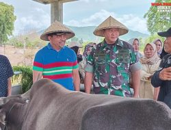 Melalui Budidaya Indigofera, Korem 162/WB Dorong Peternakan Modern di Dompu