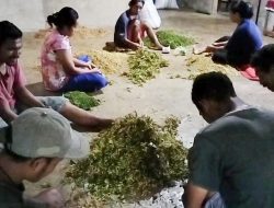 Panen Cengkeh di Sekitar PLTP Ulumbu, Dorong Peningkatan Peredaran Uang hingga Rp6,3 Miliar