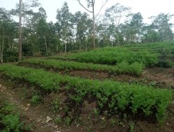 PLN UIP Nusra Komitmen Keberlanjutan Program Hortikultura Kelompok Tani Poco Leok Sekitar Wilayah Pengembangan PLTP Ulumbu 5-6