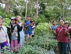 Sukses Panen, Kelompok Tani Poco Leok Binaan PLN UIP Nusra Memetik Hasil Budidaya Hortikultura