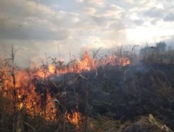 Kebakaran Hebat Hanguskan Puluhan Hektar Hutan PT Sadhana Arifnusa di Sambelia, Petugas Berjuang Melawan Api di Tengah Angin Kencang