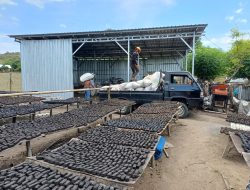 Transformasi Limbah Jagung di Sumbawa: PLN Dorong Energi Hijau, Petani Lokal Raup Manfaat Ekonomi