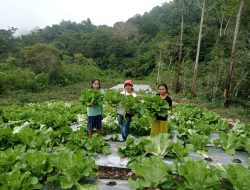 PLN Dorong Ketahanan Pangan Desa Wewo, Hortikultura Jadi Kunci Kemajuan Ekonomi Poco Leok
