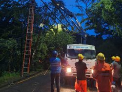 Pohon Tumbang Robohkan Empat Tiang Listrik di Kuta Lombok, PLN Sigap Cegah Pemadaman