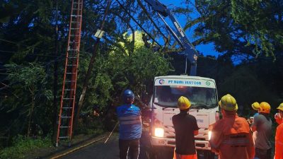 Pohon Tumbang Robohkan Empat Tiang Listrik di Kuta Lombok, PLN Sigap Cegah Pemadaman