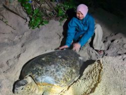 Menjaga Kehidupan dari Pesisir: Aksi PLN UIW NTB Selamatkan Penyu Mawil di Talonang Baru