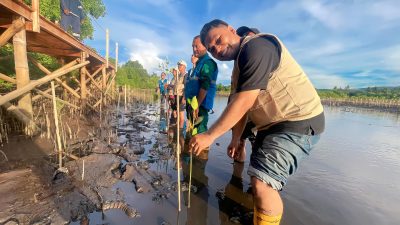 PLN NTB Tanam 4.000 Mangrove di Lombok Timur, Perkuat Benteng Pesisir Hadapi Perubahan Iklim